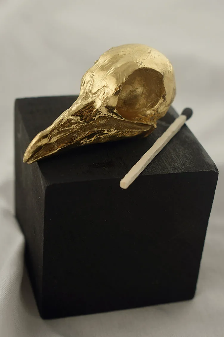 Pigeon Skull