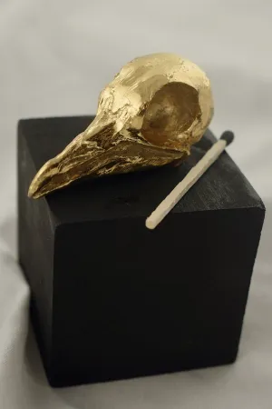 Pigeon Skull