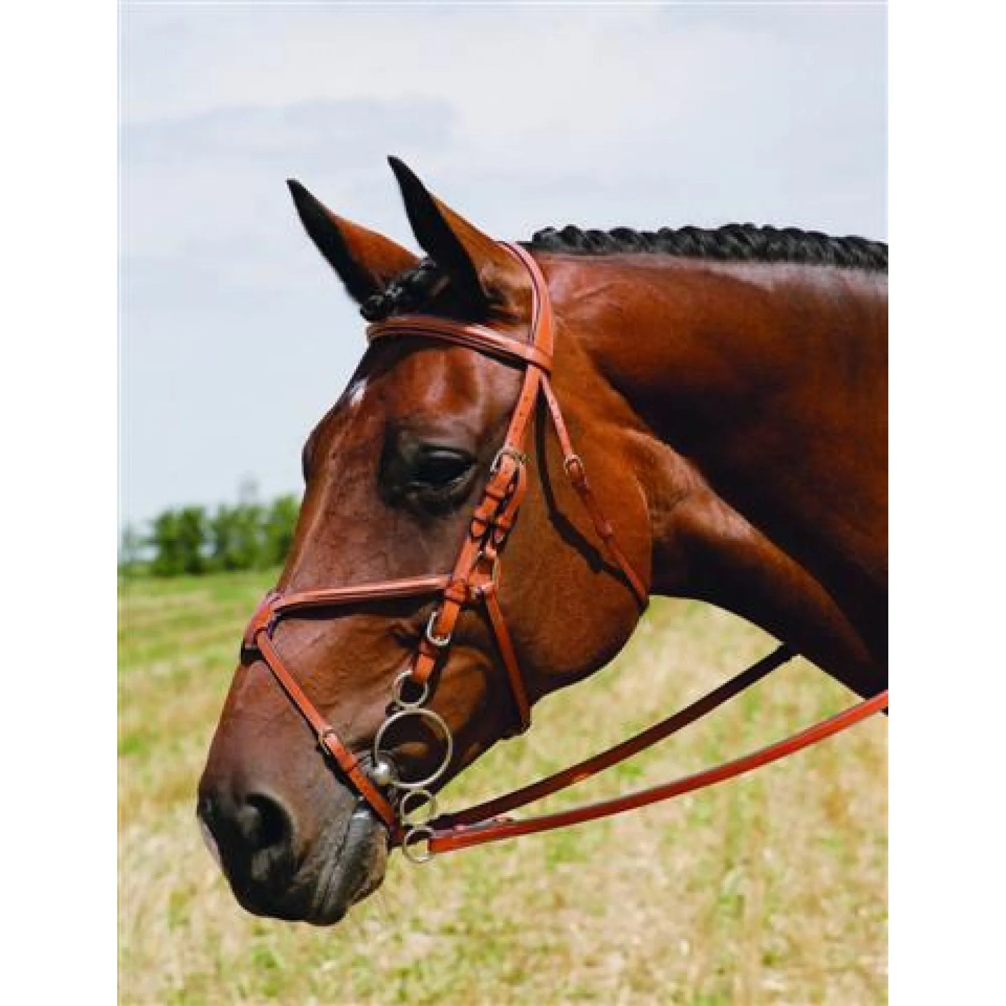 Vespucci Single Crown Fancy Raised Figure 8 Bridle